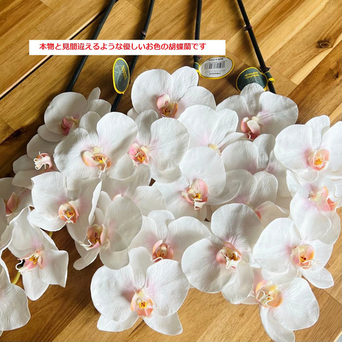 蘭の花大好き　様限定　　　ミンク 中輪胡蝶蘭 農林水産大臣賞受賞花 ピンク(CL-913G) – 座間洋らんセンター