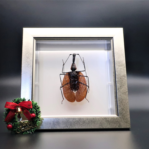 不思議虫◇バイオリンムシ◇ ライトフレーム 昆虫の標本 その他アート