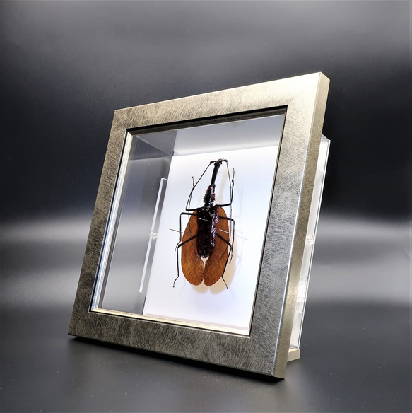 不思議虫◆バイオリンムシ◆　ライトフレーム　昆虫の標本　 6枚目の画像