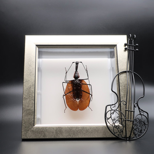 不思議虫◇バイオリンムシ◇ ライトフレーム 昆虫の標本 その他アート