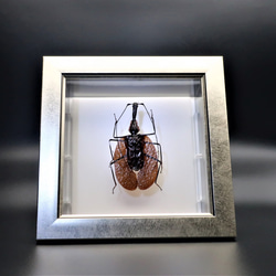 不思議虫◆バイオリンムシ◆　ライトフレーム　昆虫の標本　 1枚目の画像