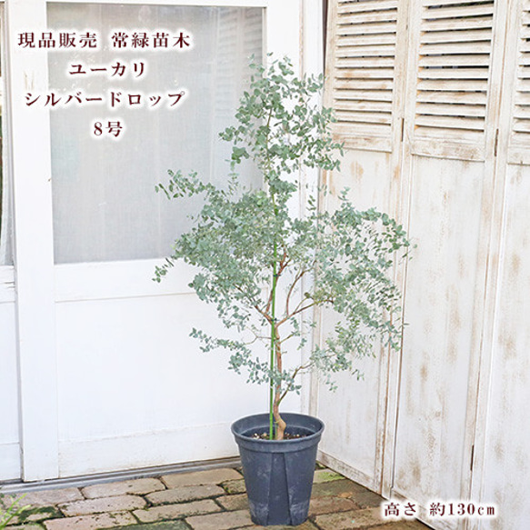 製品検索 | doTERRA TIMES