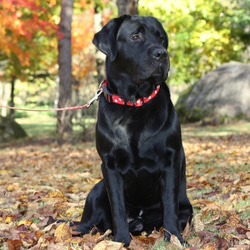 犬首輪 幅2.5㎝ Candy Dot: White on Red 6枚目の画像