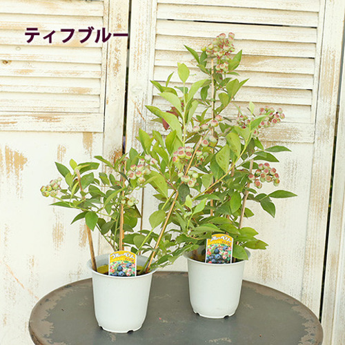 ブルーベリー苗ミスティ3.5号ポット42本セット ブルーベリー苗ミスティ3.5号ポット42本セット blueberry1-2.jpg