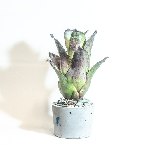 ≪ レア植物 ≫室内管理もオッケーなホヘンベルギア・レオポルドホルス