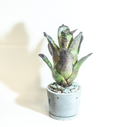 ≪ レア植物 ≫室内管理もオッケーなホヘンベルギア・レオポルドホルス