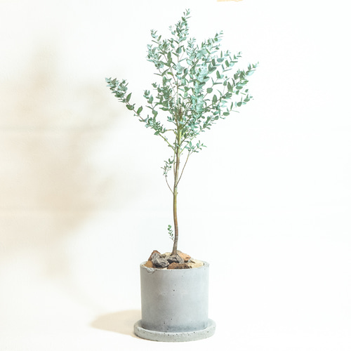 センスのいい お歳暮 お庭やベランダで育てるユーカリ・アルビダの鉢植え｜ざらっと その他観葉植物