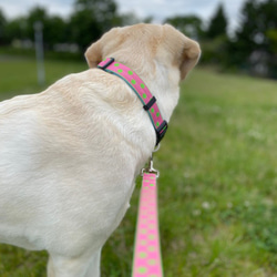 犬首輪 幅2.5㎝ Candy Dot: Green on Pink 3枚目の画像