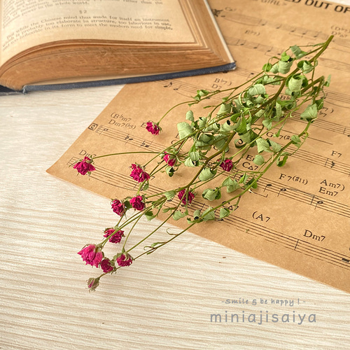 再入荷 】世界最小のバラ リトルウッズ ピンク 国産【 ドライフラワー