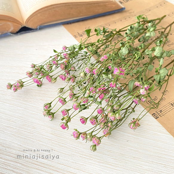 ハンドメイド　花材　ドライフラワー　リトルウッズ　薔薇　r-5 リトルウッズドライフラワー ドライフラワー *mogera* 通販