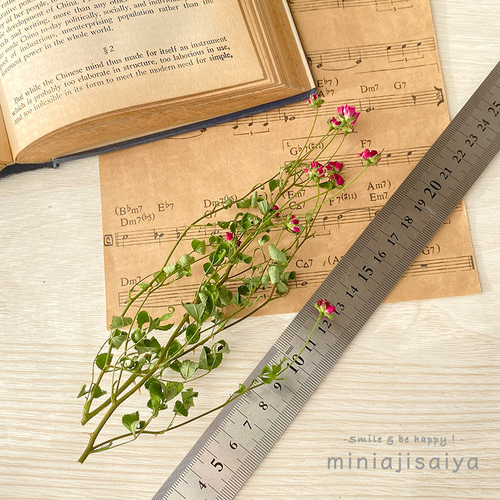 再入荷 】世界最小のバラ リトルウッズ ピンク 国産【 ドライフラワー