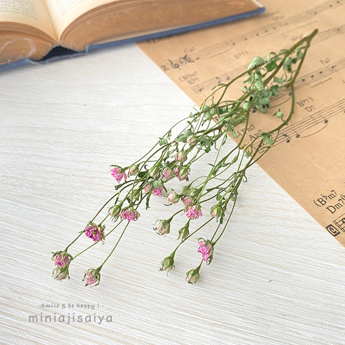 再入荷 】世界最小のバラ リトルウッズ ピンク 国産【 ドライ