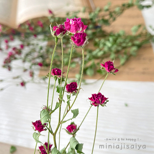 再入荷 】世界最小のバラ リトルウッズ ピンク 国産【 ドライフラワー