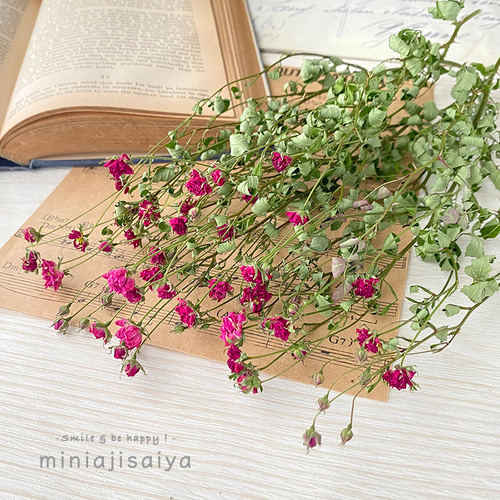 ハンドメイド　花材　ドライフラワー　リトルウッズ　薔薇　r-5 再入荷 】世界最小のバラ リトルウッズ ピンク 国産【 ドライフラワー