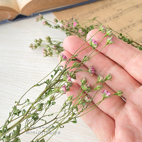ハンドメイド　花材　ドライフラワー　リトルウッズ　薔薇　r-5 再入荷 】世界最小のバラ リトルウッズ ピンク 国産【 ドライ