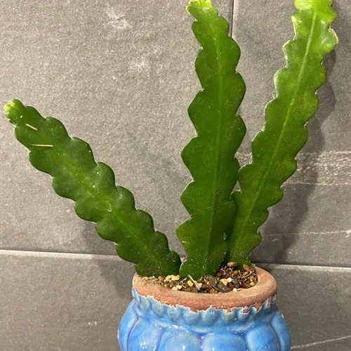 KEN様専用サボテン 黒王丸 カキコ 【公式通販】