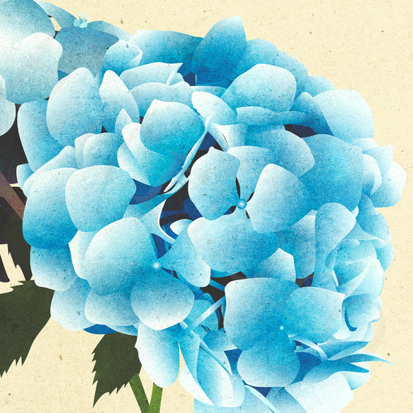 アートポスター/ Blue hydrangeas　おしゃれインテリア・北欧、モノトーン好きの方に☆ 6枚目の画像