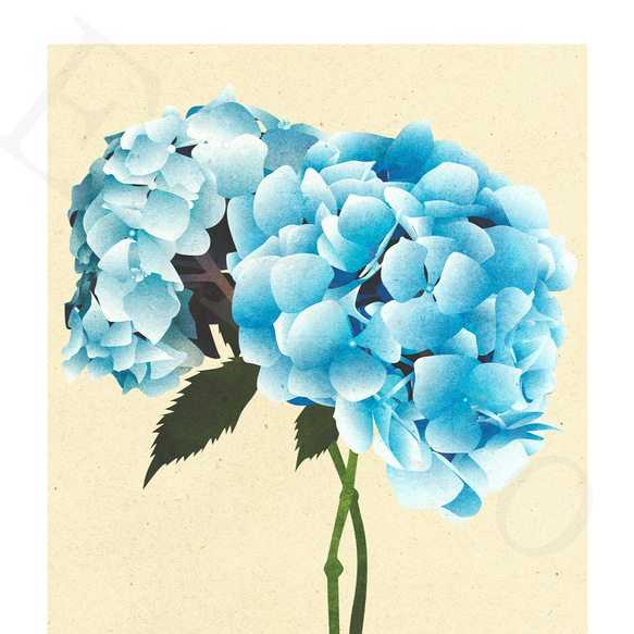 アートポスター/ Blue hydrangeas　おしゃれインテリア・北欧、モノトーン好きの方に☆ 3枚目の画像