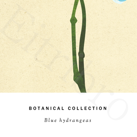 アートポスター/ Blue hydrangeas　おしゃれインテリア・北欧、モノトーン好きの方に☆ 8枚目の画像