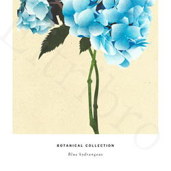 アートポスター/ Blue hydrangeas　おしゃれインテリア・北欧、モノトーン好きの方に☆ 4枚目の画像