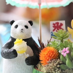 真夏の海の多肉【パンダとスイカ】お誕生日/記念日/開店開業祝い 4枚目の画像