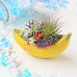 新入荷 高級苗 日本初登場 多肉植物 エケベリア 無尽灯 むじん