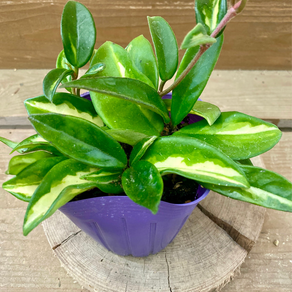 観葉植物 ホヤ カルノーサ エキゾチカ アートフラワー plant life 通販