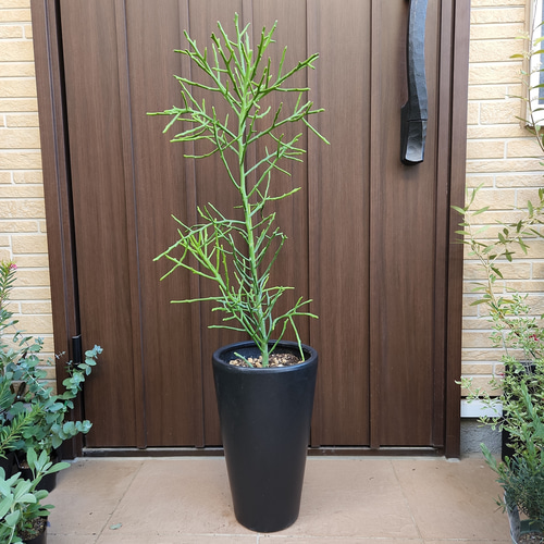 ユーフォルビア フィヘレネンシス 鉢植え 苗 多肉植物 サボテン