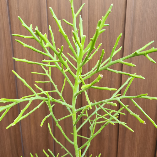 ユーフォルビア フィヘレネンシス 鉢植え 苗 多肉植物 サボテン