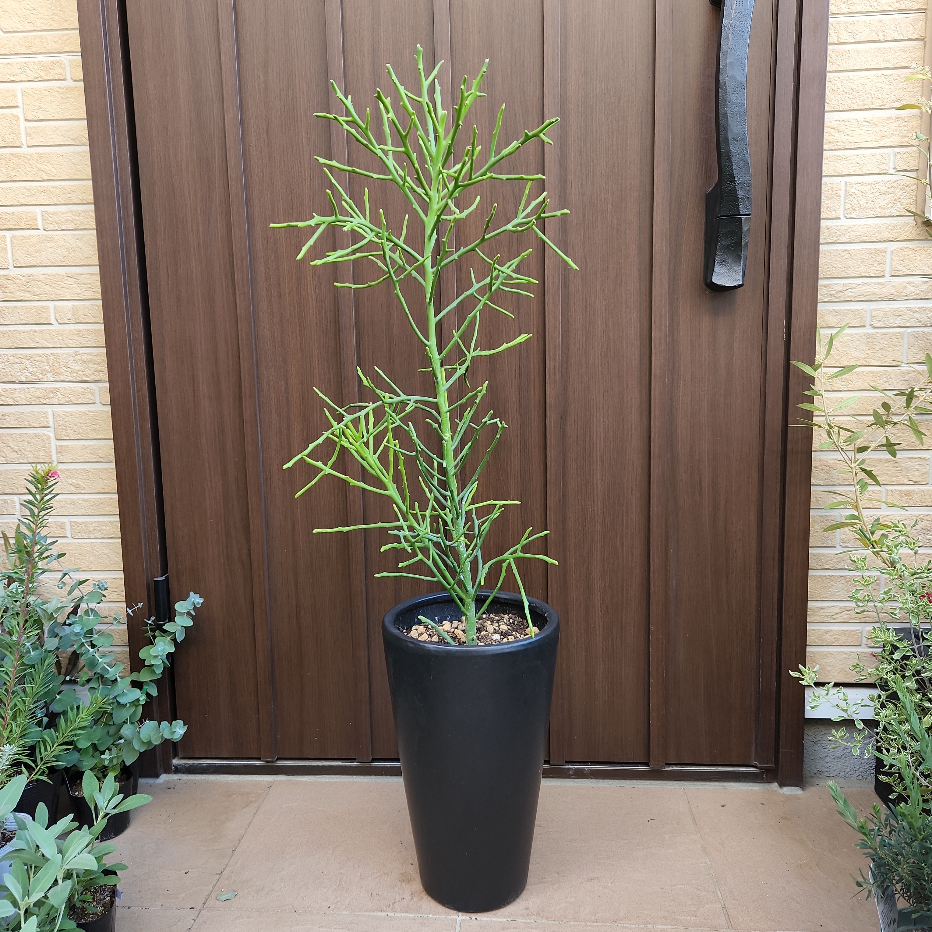 ユーフォルビア　フィヘレネンシス　鉢皿付き ユーフォルビア フィヘレネンシス 鉢皿付き 【公式通販】