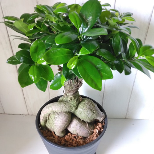 昇り龍⭐︎縁起のいいガジュマル 観葉植物 幹太 ギフト 室内