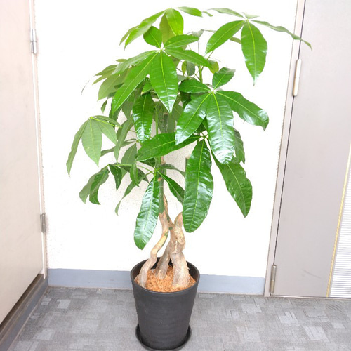 大きめパキラ 二又 変わった樹形