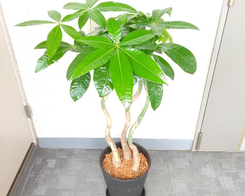 珍しい！パキラ3本立！観葉植物‼️縁起物植物！くねくね個性的樹形！高さ145◎ 6afabdfc94851e33d25ab0dedccdf0