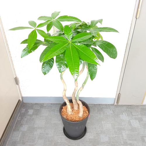 珍しい！パキラ3本立！観葉植物‼️縁起物植物！くねくね個性的樹形！高さ145◎ 楽天市場】パキラ（3本立ち）5号鉢 プラ鉢 観葉植物 室内 新築