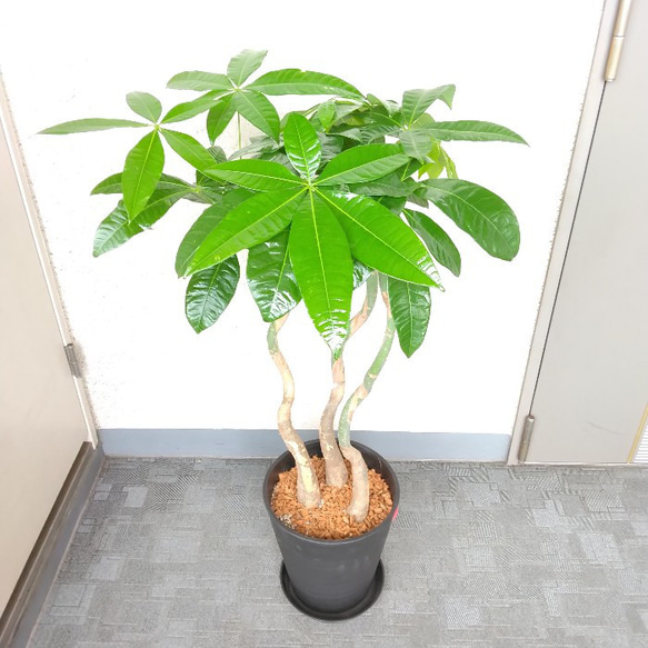珍しい！パキラ3本立！観葉植物‼️縁起物植物！くねくね個性的樹形！高さ145◎ 現品】パキラ3本植え 縁起物観葉植物 クネクネ個性的樹形 高さ95