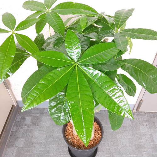 珍しい！パキラ3本立！観葉植物‼️縁起物植物！くねくね個性的樹形！高さ145◎ 現品】パキラ3本植え 縁起物観葉植物 クネクネ個性的樹形 高さ95