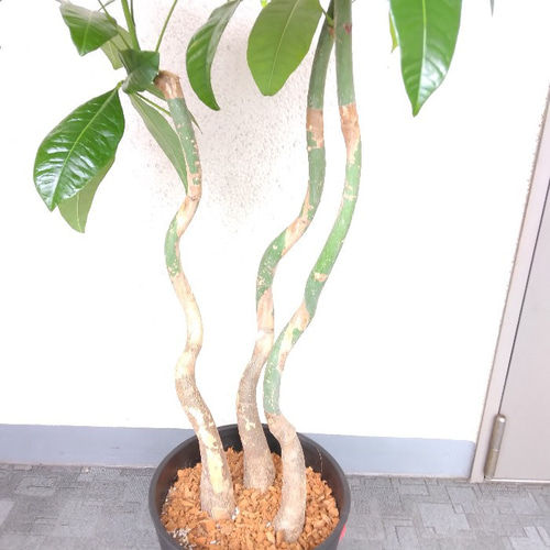 珍しい！パキラ3本立！観葉植物‼️縁起物植物！くねくね個性的樹形！高さ145◎ 6afabdfc94851e33d25ab0dedccdf0