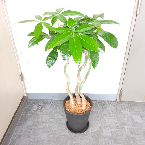 珍しい！パキラ3本立！観葉植物‼️縁起物植物！くねくね個性的樹形！高さ145◎ 現品】パキラ3本植え 縁起物観葉植物 クネクネ個性的樹形 高さ95