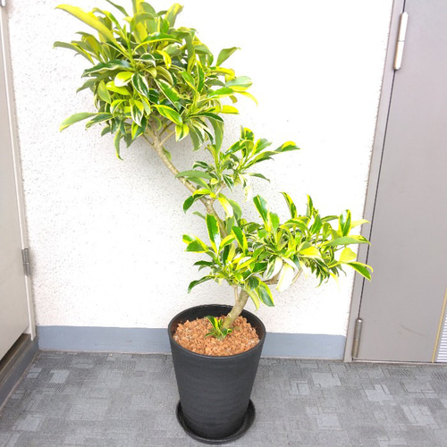 現品】入手困難 希少種 ファグラエア・ベルテロアナ・バリエガータ