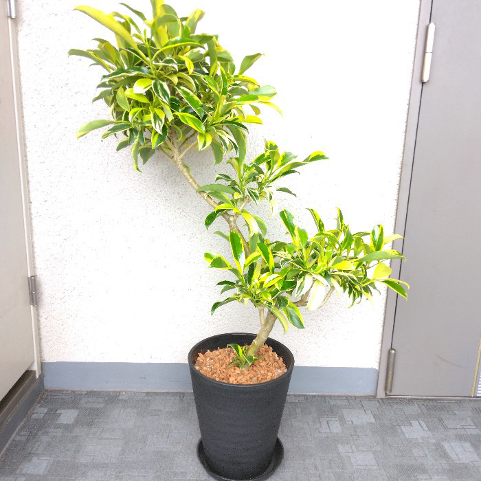 サーモン！ファグラエア・ベルテロアナ・バリエガータ斑入！観葉植物！高さ75 サーモン様専用！ファグラエア・ベルテロアナ・バリエガータ斑入