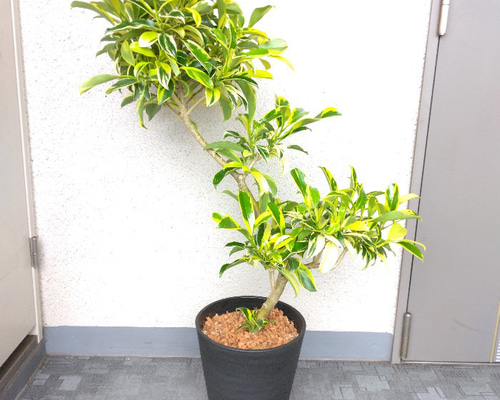 サーモン！ファグラエア・ベルテロアナ・バリエガータ斑入！観葉植物！高さ75 ファグラエア・ベルテロアナ・バリエガータ斑入り – カワナミ