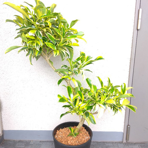 【日本製】 ファグラエア 観葉植物 現品 斑入り バリエガータ ベルテロアナ その他観葉植物