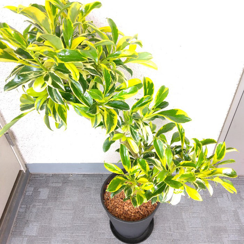 サーモン！ファグラエア・ベルテロアナ・バリエガータ斑入！観葉植物！高さ75 サーモン様専用！ファグラエア・ベルテロアナ・バリエガータ斑入