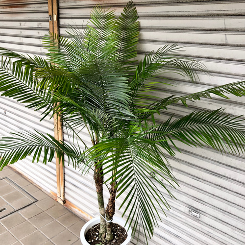 サイズ変更オプション ① ヒメヤシ 【ブラジルヒメヤシ】10号 2株植え
