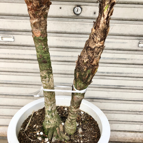 ＊2本立ちヒメヤシ ブラジルヒメヤシ 観葉植物＊ Amazon｜SUZUHA ブラジルヒメヤシ 希少品種 観葉植物 本物 5号