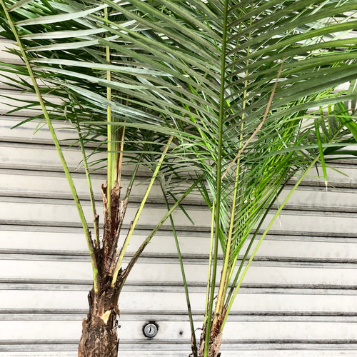 希少　ブラジル　ヒメヤシ　卵形陶器鉢　植え込み発送 2025年最新】ヒメヤシの人気アイテム - メルカリ