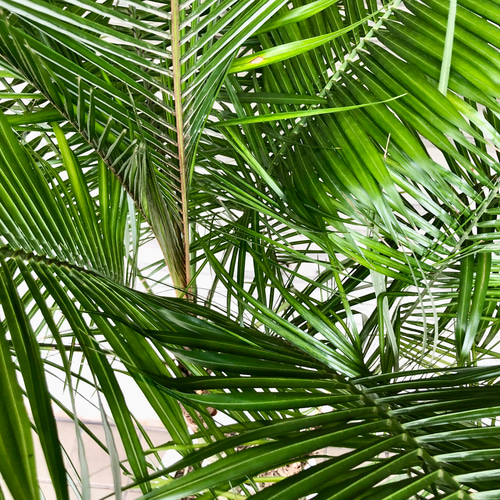 Amazon｜SUZUHA ブラジルヒメヤシ 希少品種 観葉植物 本物 7号