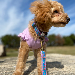 犬首輪 幅1.9㎝ Daisy 3枚目の画像