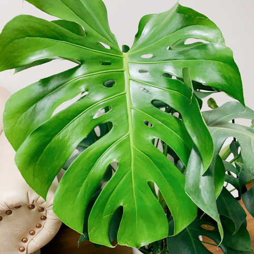 現品］1番 ボリューム満点！ モンステラデリシオーサ 観葉植物
