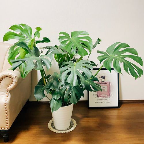 現品］1番 ボリューム満点！ モンステラデリシオーサ 観葉植物